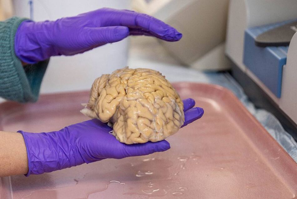 Cómo llegar a los 80 años con un cerebro de 50: los ‘superagers’ desafían al envejecimiento