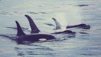 El Partido Animalista se suma a la petición de calificar el Estrecho de Gibraltar como santuario marino para proteger a las orcas