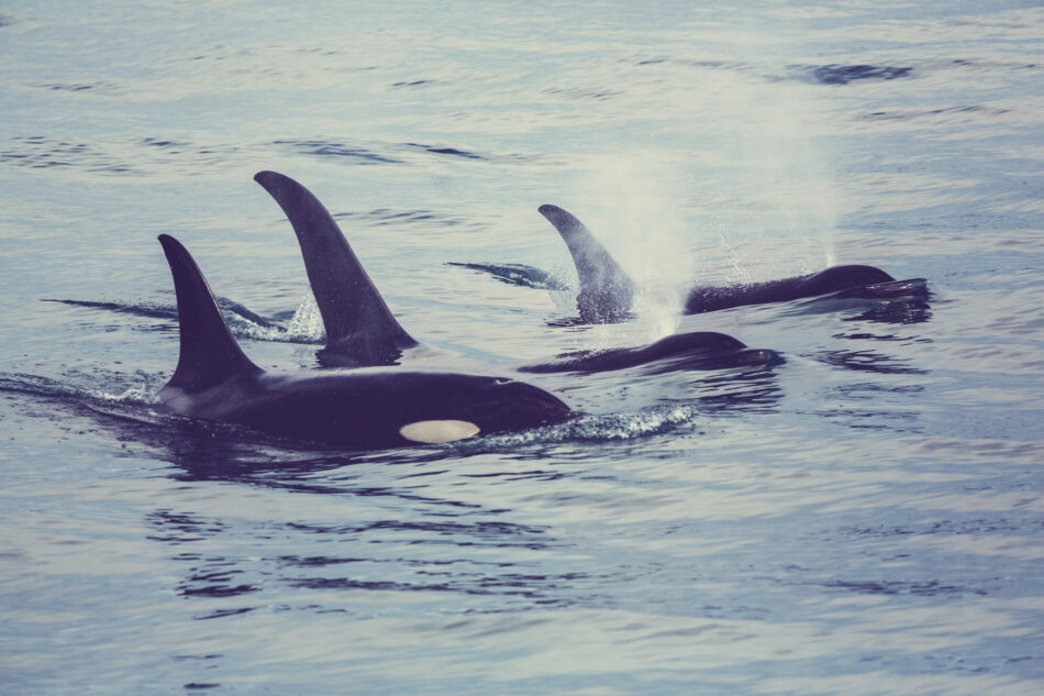 El Partido Animalista se suma a la petición de calificar el Estrecho de Gibraltar como santuario marino para proteger a las orcas