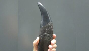 Dientes de dinosaurio ayudan a reconstruir el CO₂ atmosférico del Jurásico