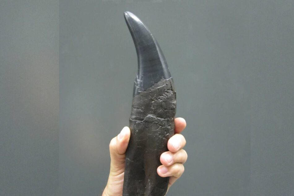 Dientes de dinosaurio ayudan a reconstruir el CO₂ atmosférico del Jurásico