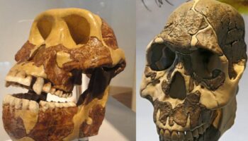 El cambio de dieta se adelantó a la evolución de los dientes