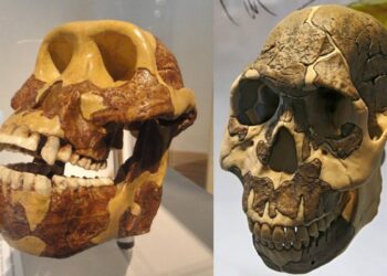 El cambio de dieta se adelantó a la evolución de los dientes