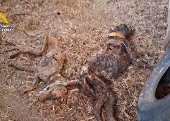 PACMA pide al Ayuntamiento de Azuaga que condene la muerte por inanición de los 32 perros de caza y que se persone en la causa
