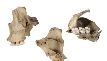 Hallan un nuevo caso de canibalismo durante el Neolítico en Atapuerca