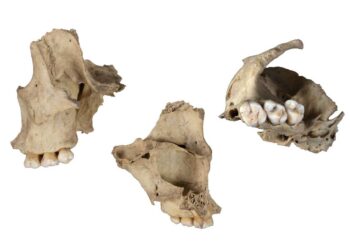 Hallan un nuevo caso de canibalismo durante el Neolítico en Atapuerca