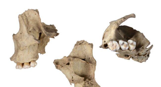 Hallan un nuevo caso de canibalismo durante el Neolítico en Atapuerca