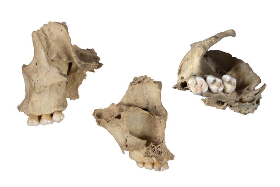 Hallan un nuevo caso de canibalismo durante el Neolítico en Atapuerca