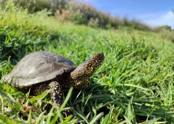 BioMediterránea y Menorca Preservation apuestan por un monitoreo no invasivo del galápago europeo para comprender mejor la dinámica de sus poblaciones en ocho puntos estratégicos de Menorca