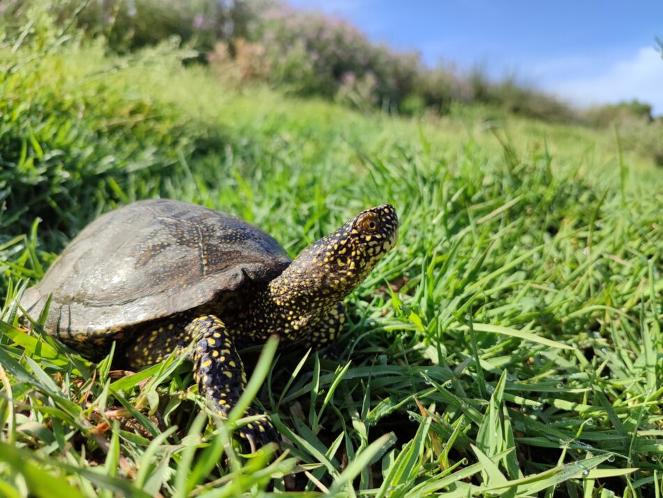 BioMediterránea y Menorca Preservation apuestan por un monitoreo no invasivo del galápago europeo para comprender mejor la dinámica de sus poblaciones en ocho puntos estratégicos de Menorca