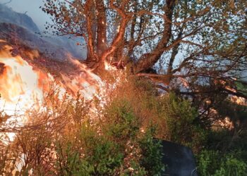 Coordinadora Ecoloxista d’Asturies: «Es necesario recuperar los acotamientos para que nadie se beneficie de quemar el monte»
