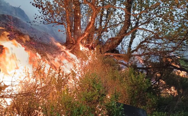 Coordinadora Ecoloxista d’Asturies: «Es necesario recuperar los acotamientos para que nadie se beneficie de quemar el monte»