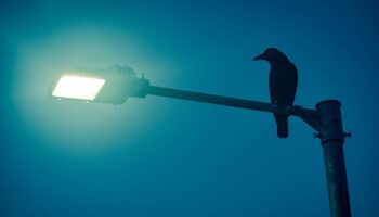 La contaminación lumínica hace que las aves canten 50 minutos más al día