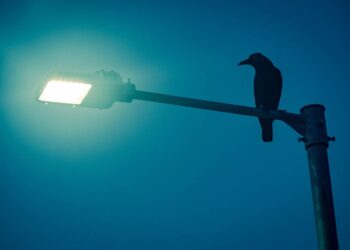La contaminación lumínica hace que las aves canten 50 minutos más al día
