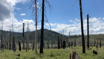 La gestión privada de los bosques puede aumentar el riesgo de megaincendios