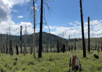 La gestión privada de los bosques puede aumentar el riesgo de megaincendios