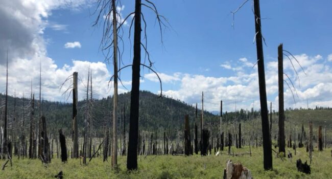 La gestión privada de los bosques puede aumentar el riesgo de megaincendios