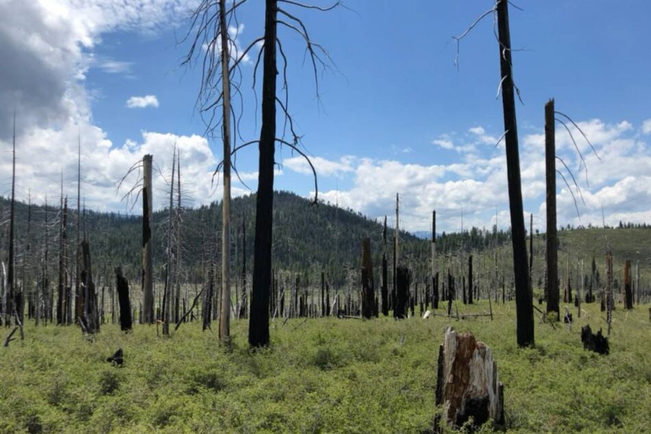 La gestión privada de los bosques puede aumentar el riesgo de megaincendios