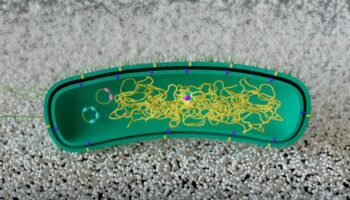 Modifican una bacteria para que ‘aprenda’ a descomponer plástico sin ADN externo