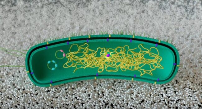 Modifican una bacteria para que ‘aprenda’ a descomponer plástico sin ADN externo