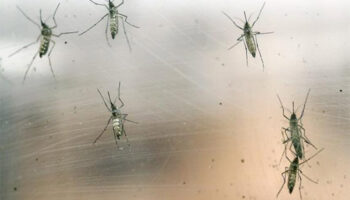 Crece la incidencia del virus del chikungunya en el sur de China