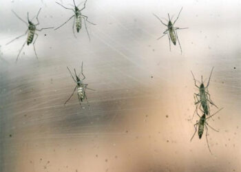 Crece la incidencia del virus del chikungunya en el sur de China