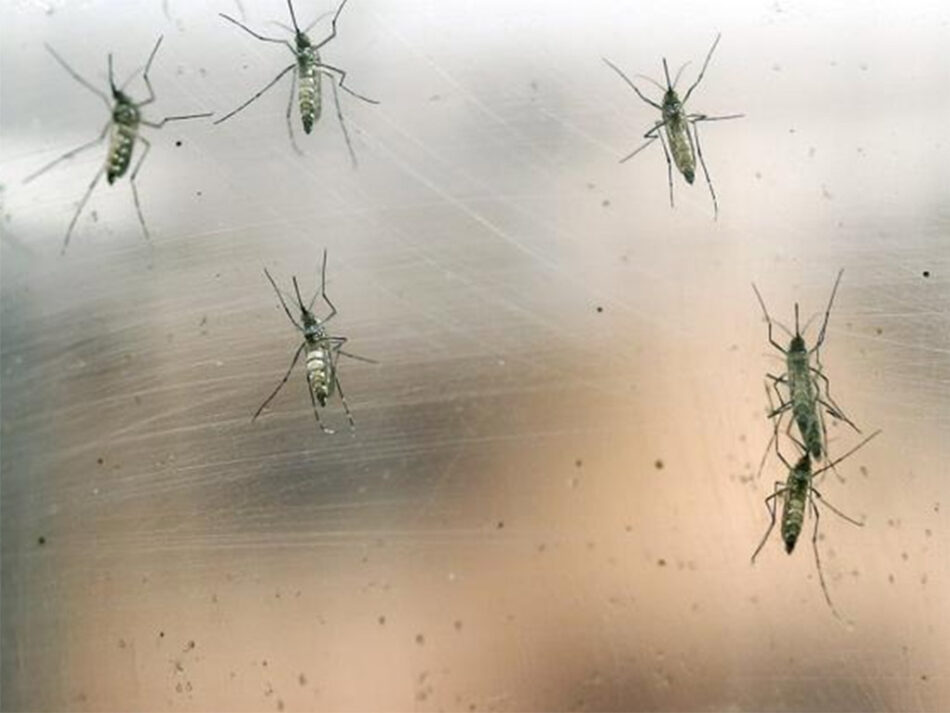Crece la incidencia del virus del chikungunya en el sur de China