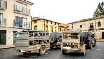 PACMA solicita una reunión urgente con la Guardia Civil para abordar el maltrato a perros de caza y rehalas