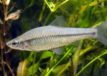 Ecologistas reclama transparencia sobre los planes de control de una especie invasora en el río Alcollarín