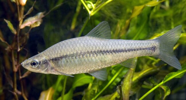 Ecologistas reclama transparencia sobre los planes de control de una especie invasora en el río Alcollarín