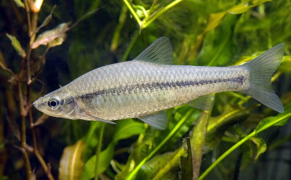 Ecologistas reclama transparencia sobre los planes de control de una especie invasora en el río Alcollarín