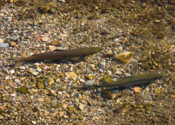 Cantabristas presenta alegaciones para retirar al salmón del catálogo de especies pescables debido a la ausencia de indicios de su recuperación poblacional