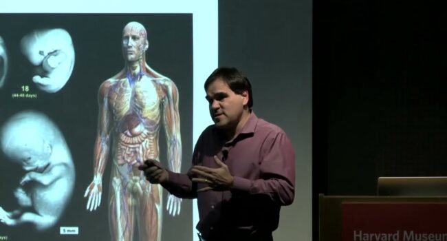 Dos innovaciones en la pelvis dieron a nuestros ancestros la capacidad de caminar erguidos