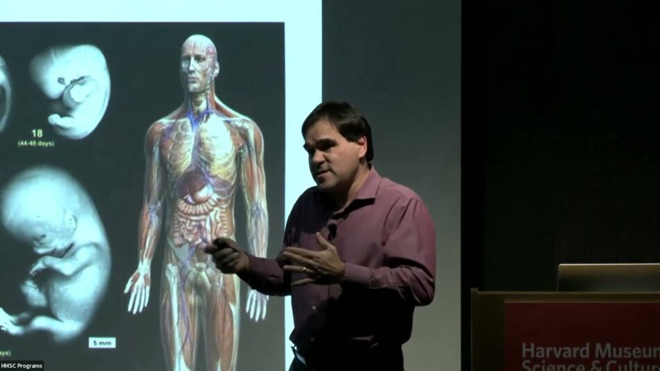 Dos innovaciones en la pelvis dieron a nuestros ancestros la capacidad de caminar erguidos