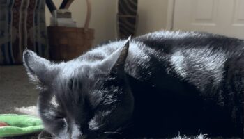 Un fármaco experimental controla tumores en gatos y podría ayudar a terapias humanas