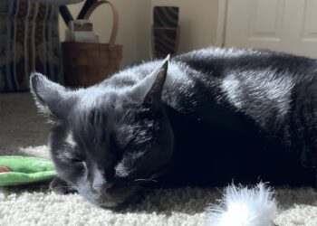 Un fármaco experimental controla tumores en gatos y podría ayudar a terapias humanas