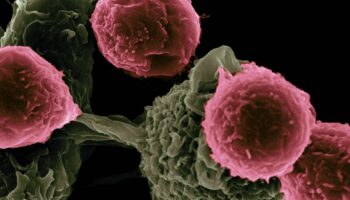 Una nueva vacuna muestra potencial para prolongar la supervivencia en cáncer de páncreas y colon