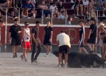 IU-Verdes exige explicaciones sobre las sueltas de vaquillas en las fiestas patronales de agosto en Fortuna