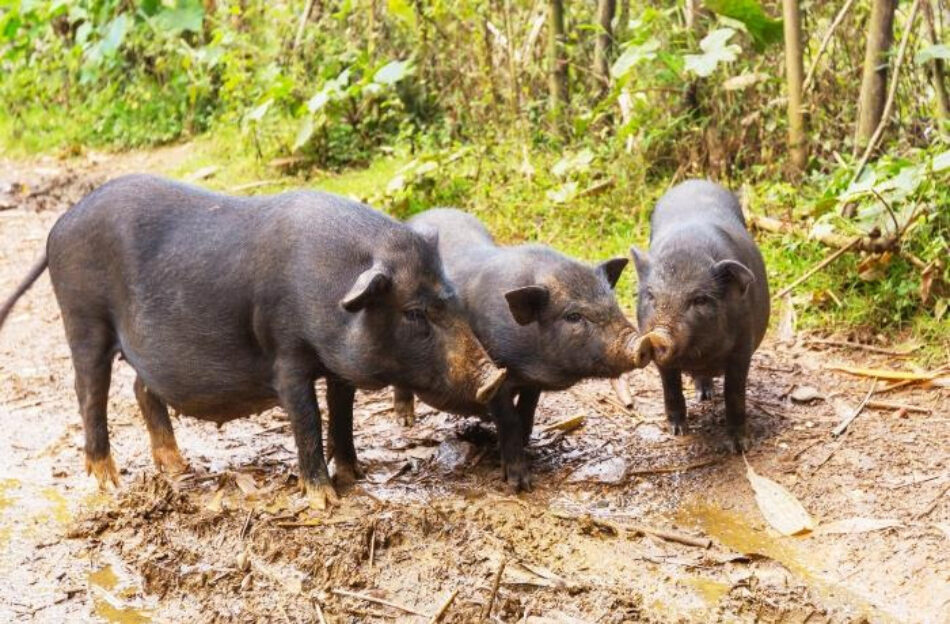 El Partido Animalista y FAADA vuelven a reclamar a la Junta de Andalucía una solución ética para los cerdos vietnamitas