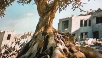 Chile recibe el documental La Raíz del Olivo sobre Palestina