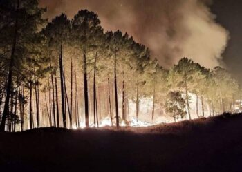Ecologistas exige un cambio radical en la política forestal en Castilla y León