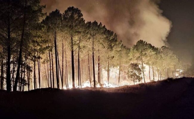 Ecologistas exige un cambio radical en la política forestal en Castilla y León