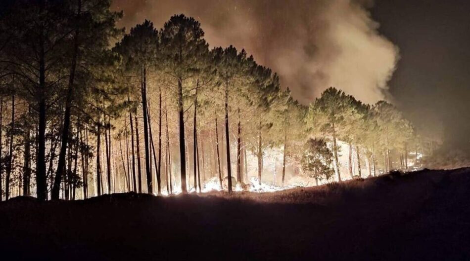 Ecologistas exige un cambio radical en la política forestal en Castilla y León
