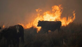 Rebeldes Indignadas; «Incendios: la ganadería es la causa principal, no la solución»