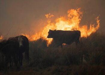 Rebeldes Indignadas; «Incendios: la ganadería es la causa principal, no la solución»