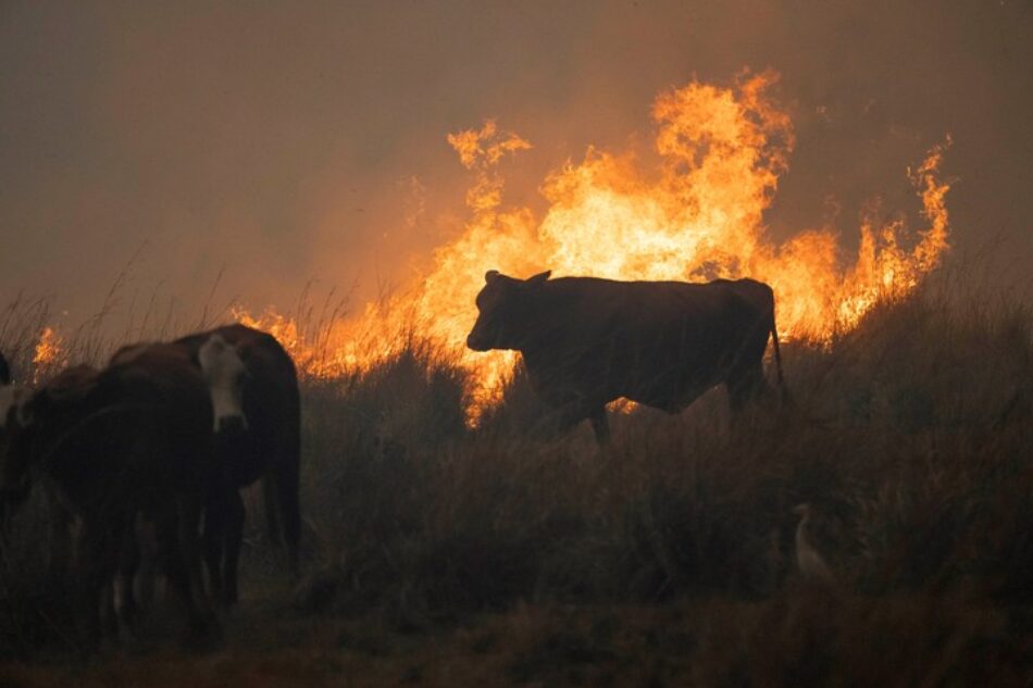 Rebeldes Indignadas; «Incendios: la ganadería es la causa principal, no la solución»