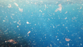 Detectan microplásticos en la coquina de fango en los estuarios del Guadiana y el Guadalquivir