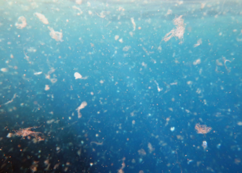 Detectan microplásticos en la coquina de fango en los estuarios del Guadiana y el Guadalquivir