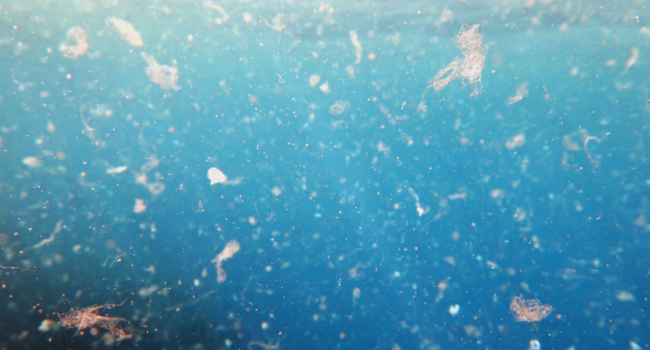 Detectan microplásticos en la coquina de fango en los estuarios del Guadiana y el Guadalquivir