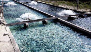 FACUA Euskadi advierte de la instalación de una futura piscifactoría en una zona con metales en el agua por encima de los límites